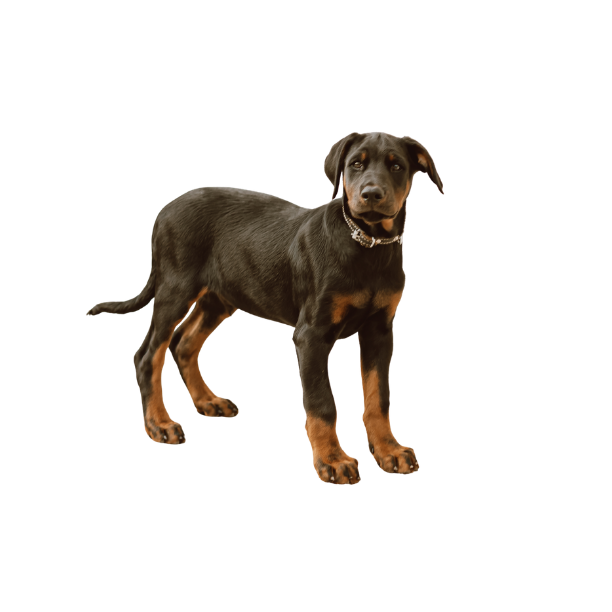 Doberman Pinscher Profile Card