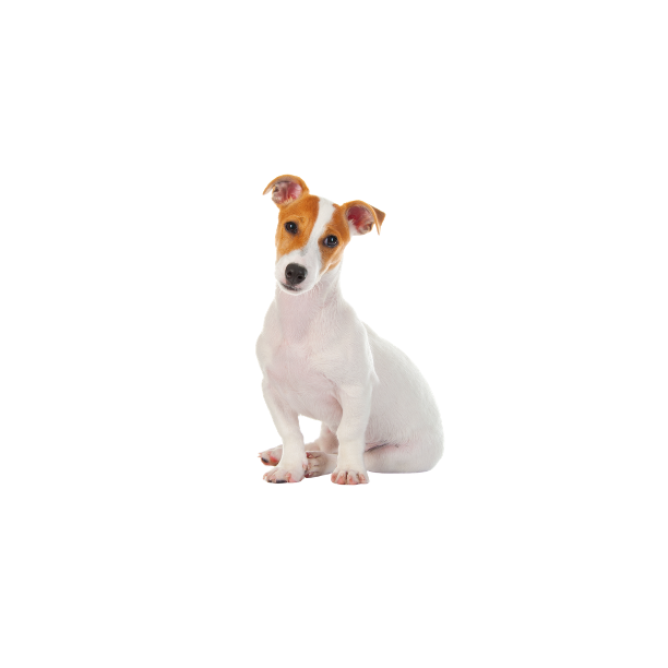 Jack Russel Terrier