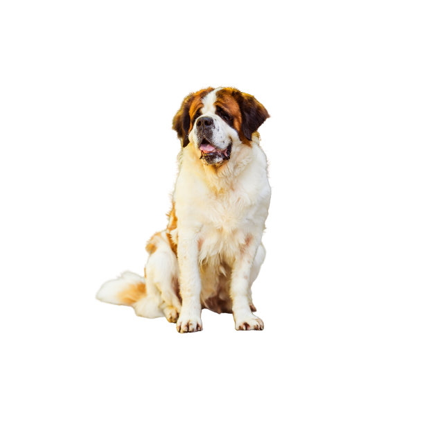 Saint Bernard Profile Card