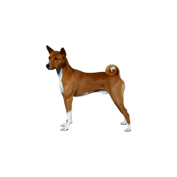 Basenji