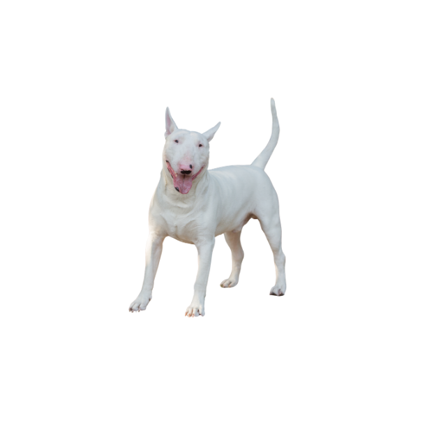 Bull Terrier