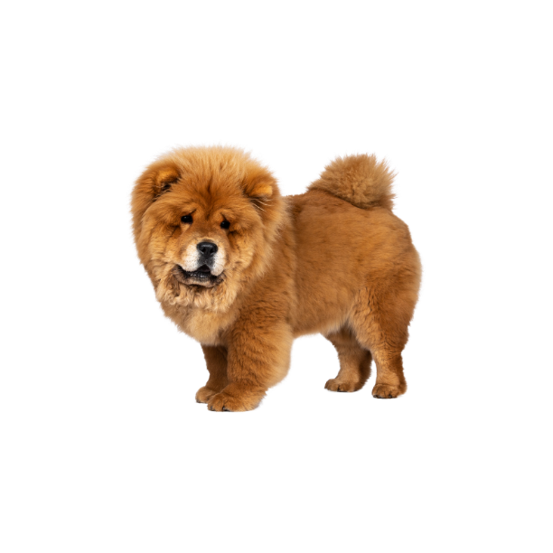 Chow Chow