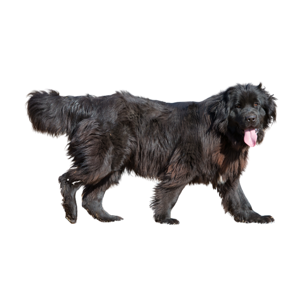 Newfoundland