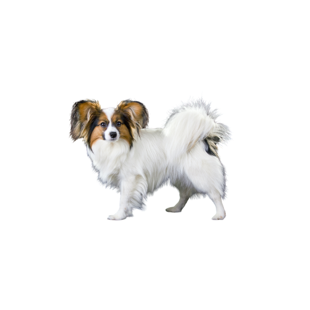 Papillon profile card