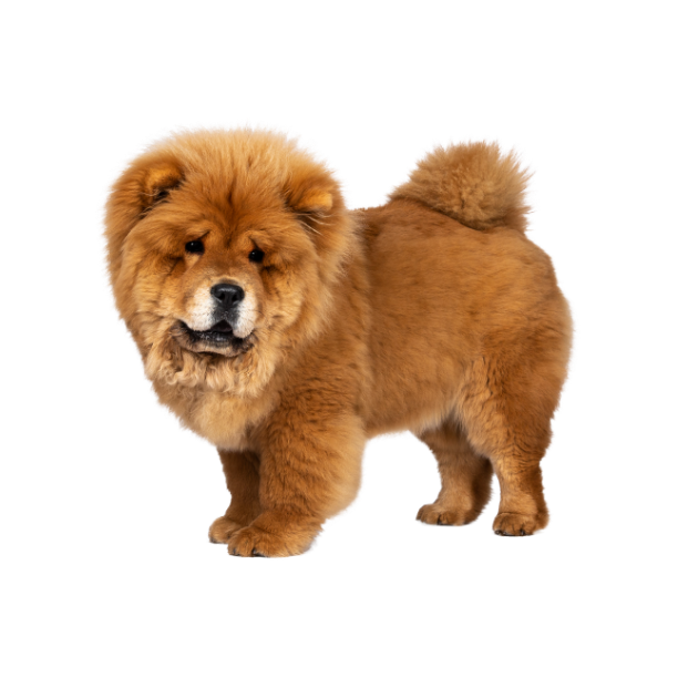 Chow Chow