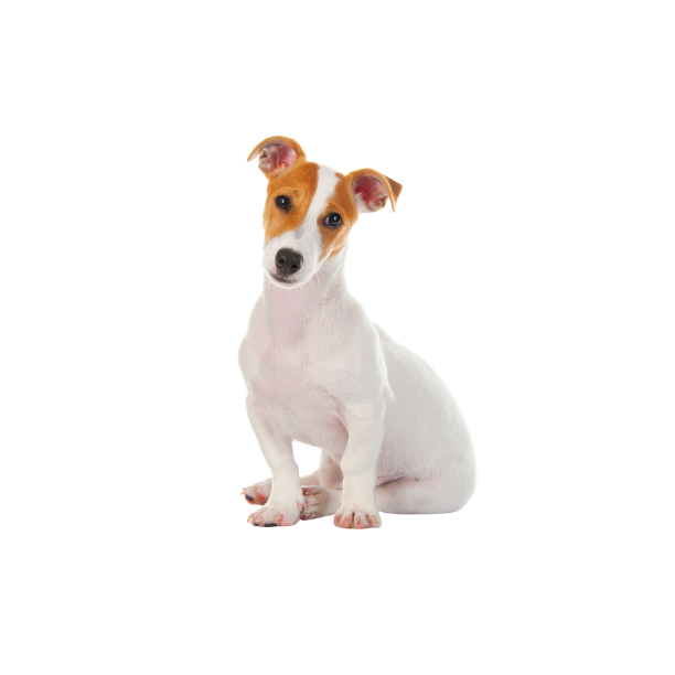 Jack Russel Terrier