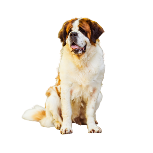 Saint Bernard