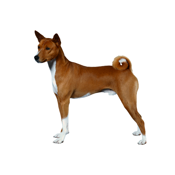 Basenji