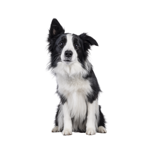 Border Collie Landing Page Image