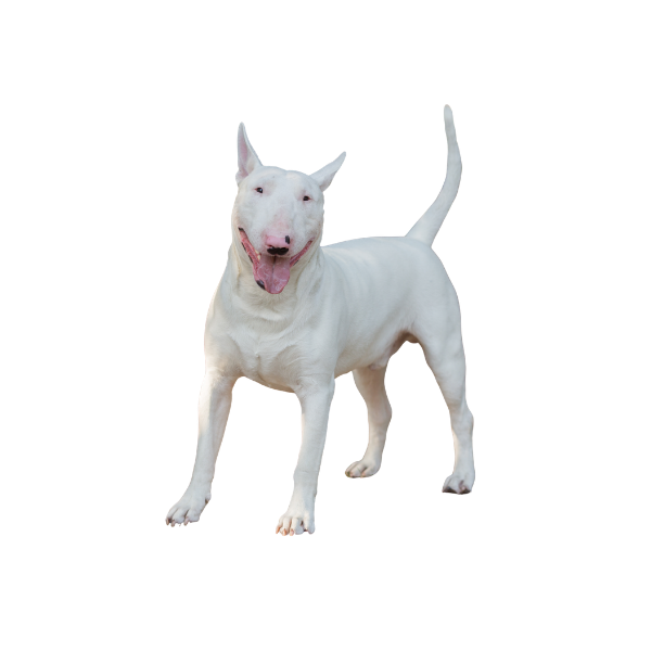 Bull Terrier