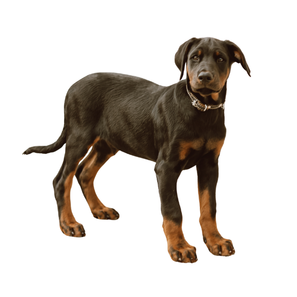About DogBreedComparer Image