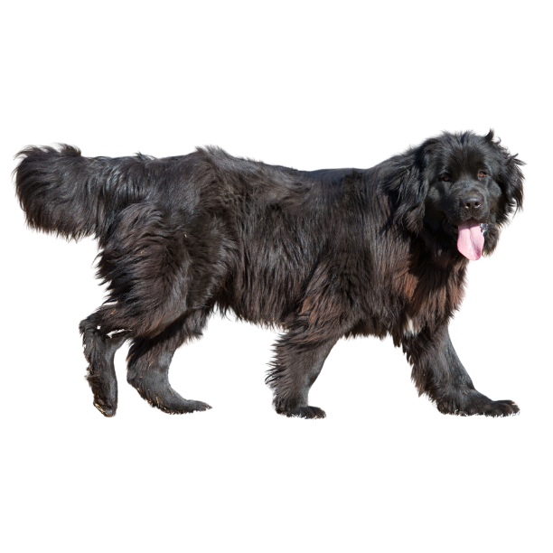 Newfoundland