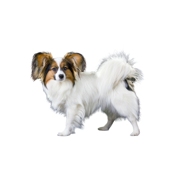 Papillon Landing Page Image
