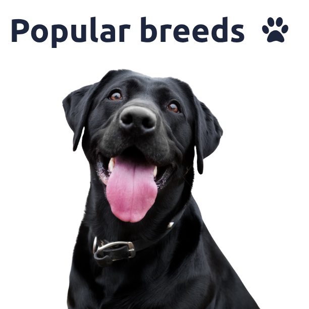 Popular Dog Breeds Comparison Guide Landing Image