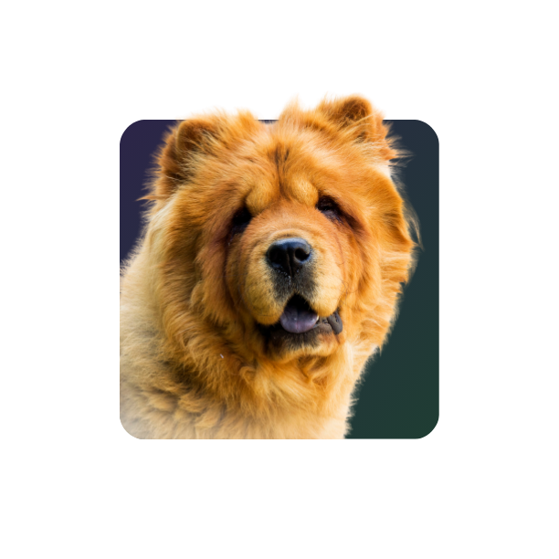 Chow Chow