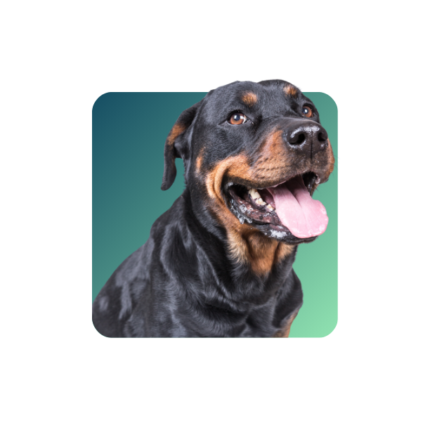 Doberman Pinscher