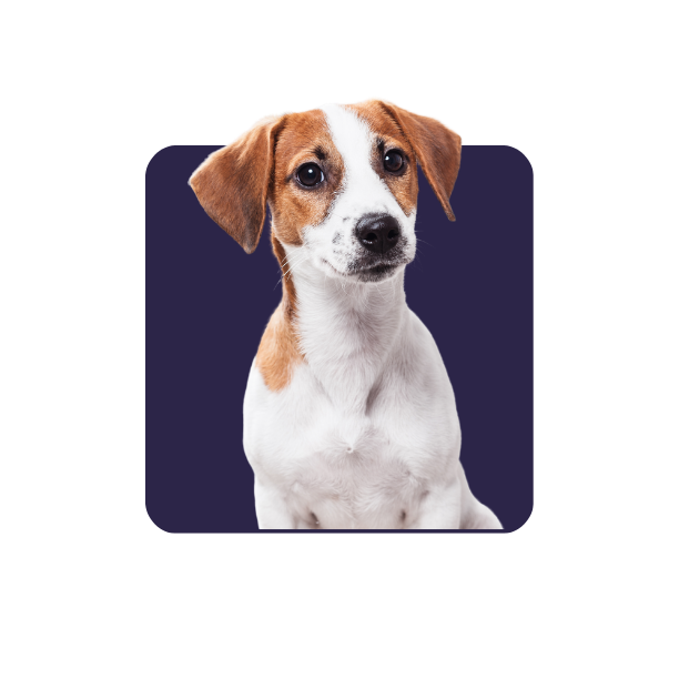 Jack Russel Terrier