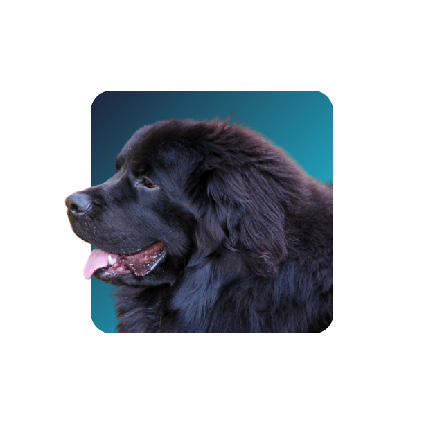 Newfoundland