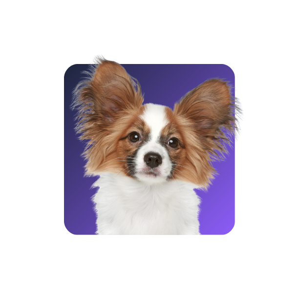Papillon