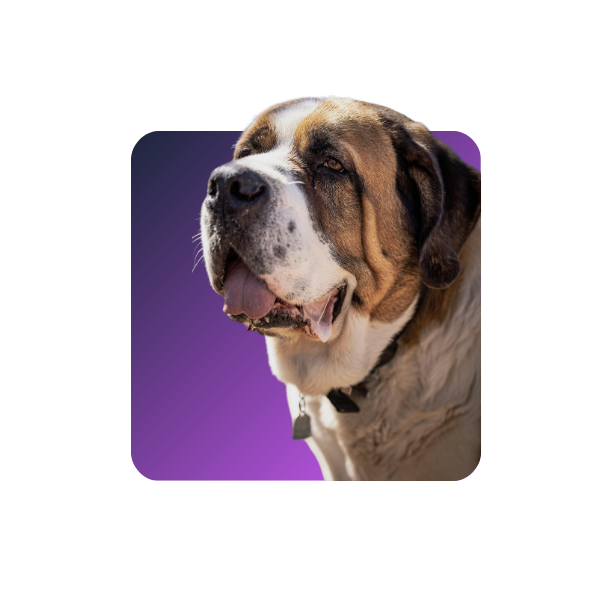 Saint Bernard
