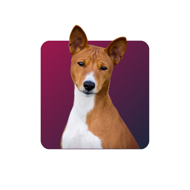 Basenji
