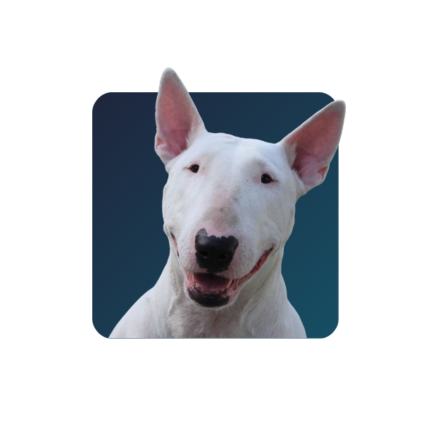 Bull Terrier